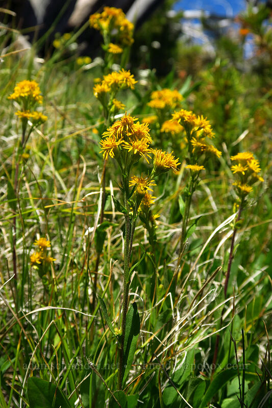 Rocky Mountain goldenrod (Solidago multiradiata) [Onion Creek Trail, Strawberry Mountain Wilderness, Grant County, Oregon]