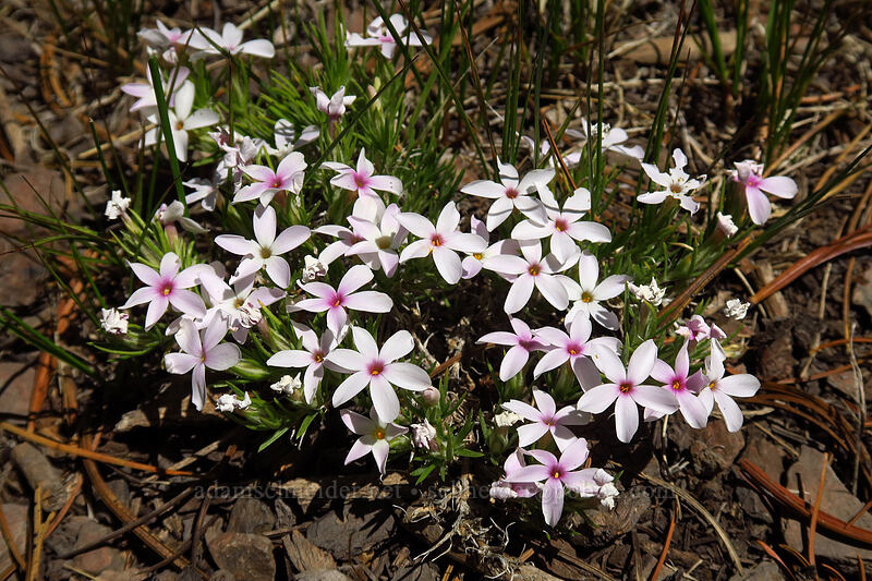 phlox (Phlox sp.) [Onion Creek Trail, Strawberry Mountain Wilderness, Grant County, Oregon]