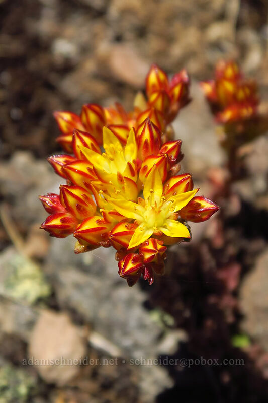 lance-leaf stonecrop (Sedum lanceolatum) [Onion Creek Trail, Strawberry Mountain Wilderness, Grant County, Oregon]
