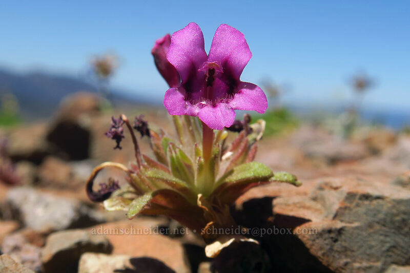 dwarf purple monkeyflower (Diplacus nanus (Mimulus nanus)) [Onion Creek Trail, Strawberry Mountain Wilderness, Grant County, Oregon]