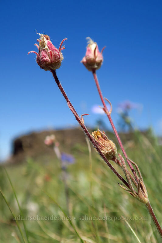 prairie smoke (Geum triflorum) [Onion Creek Trail, Strawberry Mountain Wilderness, Grant County, Oregon]