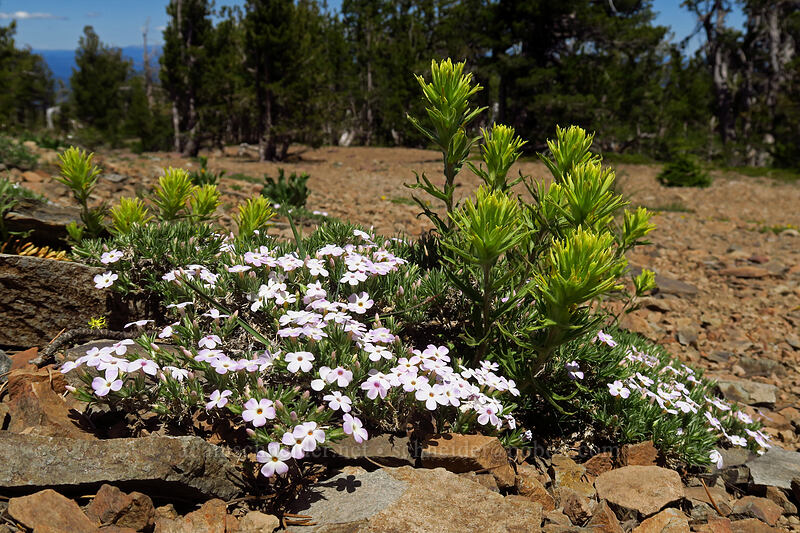 glandular paintbrush & phlox (Castilleja glandulifera, Phlox sp.) [Onion Creek Trail, Strawberry Mountain Wilderness, Grant County, Oregon]