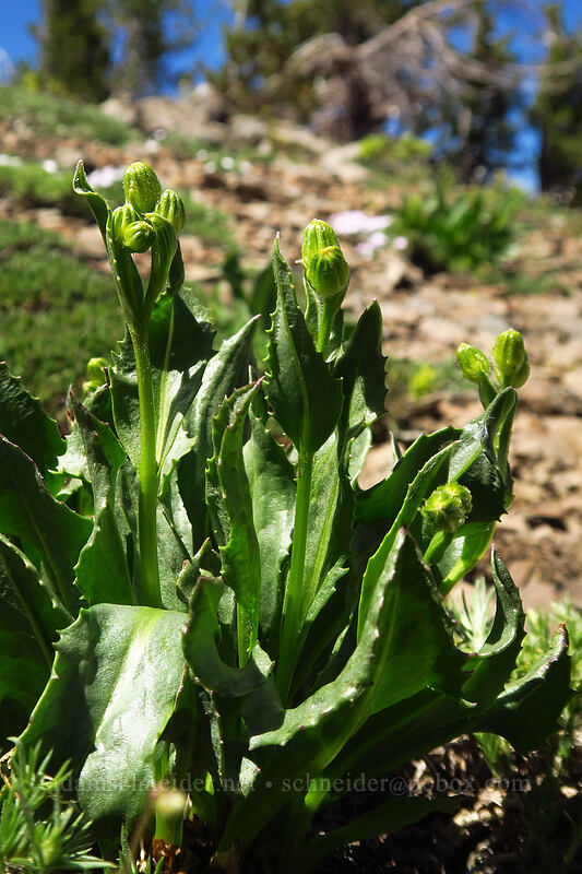 thick-leaf groundsel, budding (Senecio crassulus) [Onion Creek Trail, Strawberry Mountain Wilderness, Grant County, Oregon]
