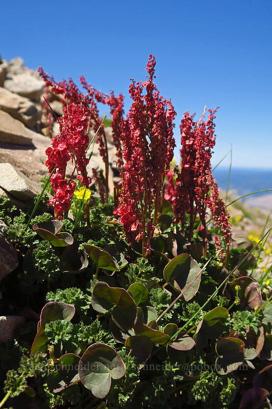 alpine mountain-sorrel (Oxyria digyna) [Summit Trail, Strawberry Mountain Wilderness, Grant County, Oregon]