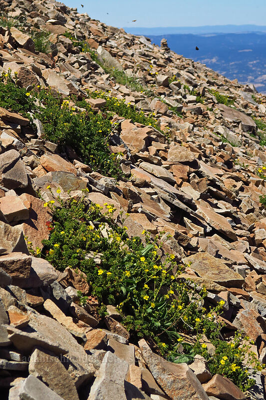 short-leaf cinquefoil on a rocky slope (Potentilla brevifolia) [Summit Trail, Strawberry Mountain Wilderness, Grant County, Oregon]