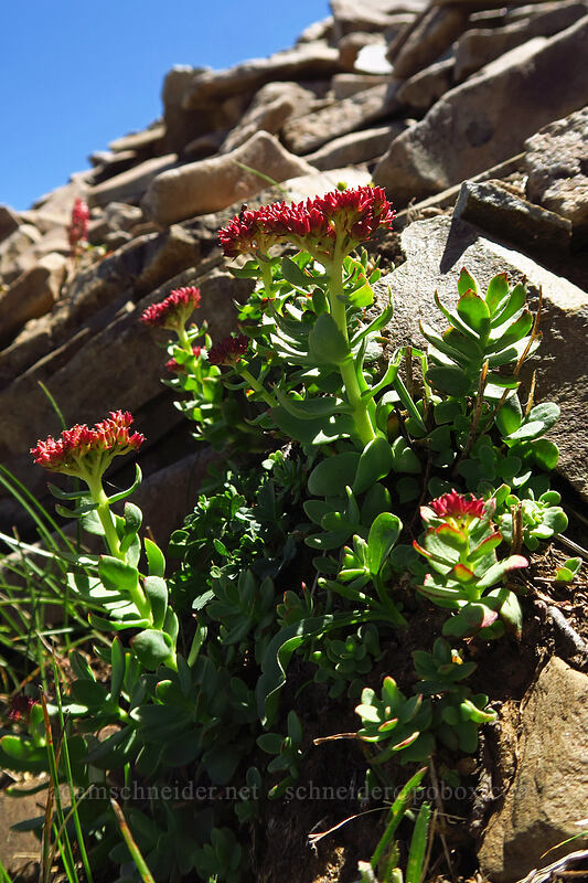 rose-root (Rhodiola integrifolia) [Summit Trail, Strawberry Mountain Wilderness, Grant County, Oregon]