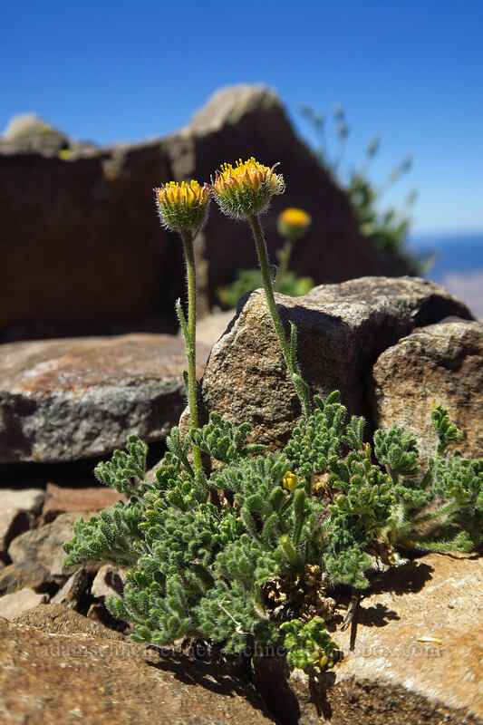 cut-leaf fleabane, rayless/discoid form (Erigeron compositus) [Strawberry Mountain summit, Strawberry Mountain Wilderness, Grant County, Oregon]