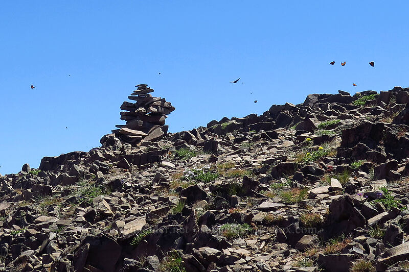 California tortoiseshell butterflies (Nymphalis californica) [Strawberry Mountain summit, Strawberry Mountain Wilderness, Grant County, Oregon]