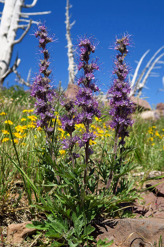 silky phacelia (Phacelia sericea var. ciliosa) [Onion Creek Trail, Strawberry Mountain Wilderness, Grant County, Oregon]