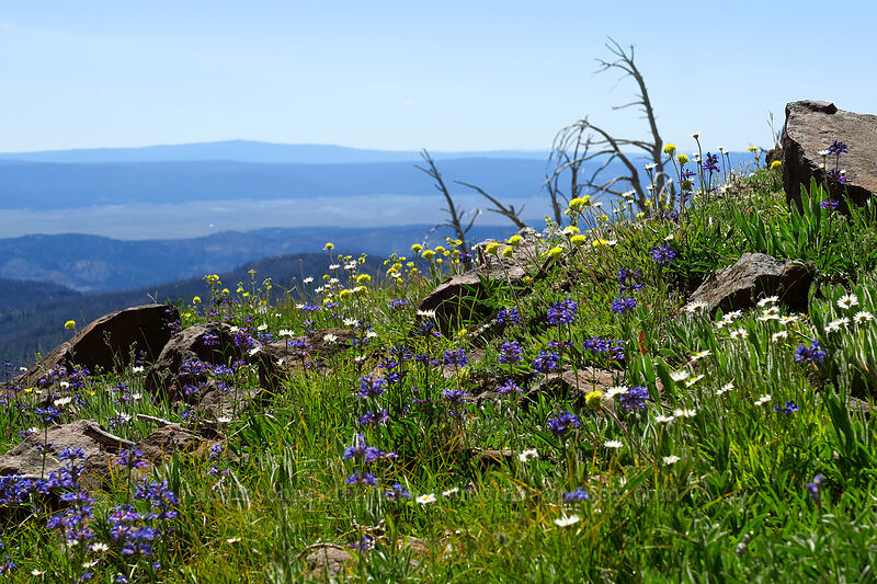wildflowers [Onion Creek Trail, Strawberry Mountain Wilderness, Grant County, Oregon]