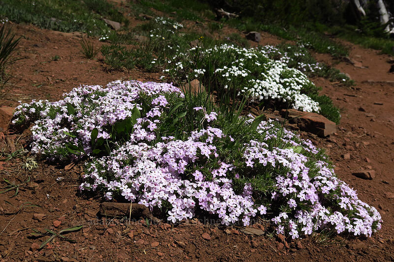 phlox (Phlox sp.) [Strawberry Basin Trail, Strawberry Mountain Wilderness, Grant County, Oregon]