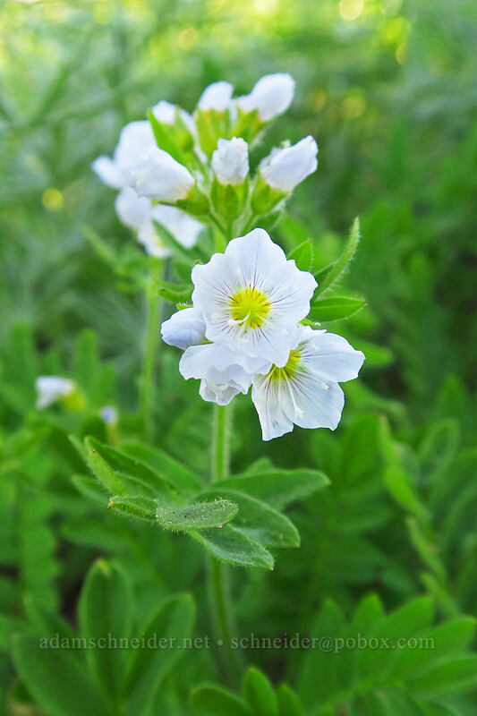 California Jacob's-ladder (Polemonium californicum) [Strawberry Basin Trail, Strawberry Mountain Wilderness, Grant County, Oregon]