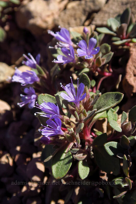alpine collomia (Collomia debilis) [Strawberry Basin Trail, Strawberry Mountain Wilderness, Grant County, Oregon]
