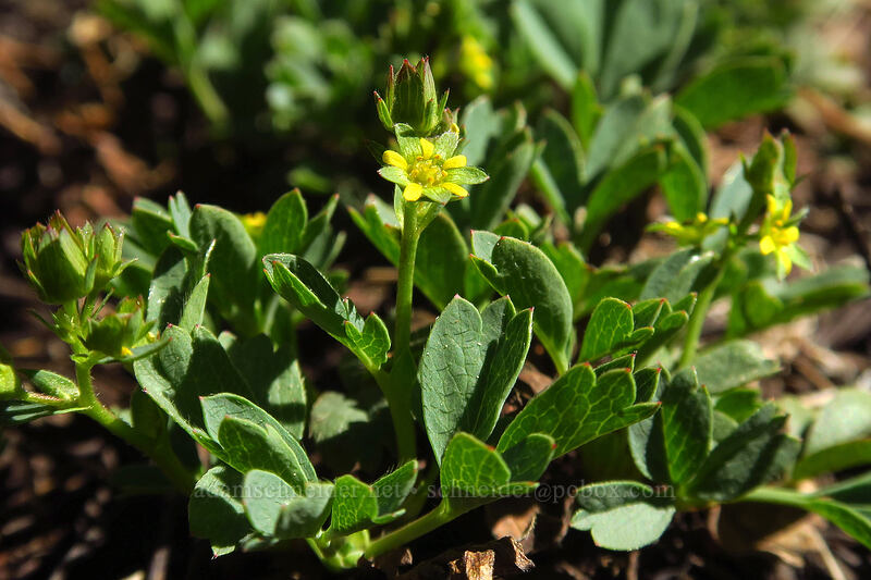 creeping sibbaldia (Sibbaldia procumbens) [Strawberry Basin Trail, Strawberry Mountain Wilderness, Grant County, Oregon]