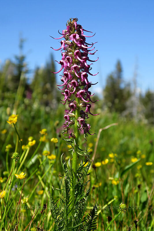 elephant's-head lousewort (Pedicularis groenlandica) [Strawberry Basin Trail, Strawberry Mountain Wilderness, Grant County, Oregon]