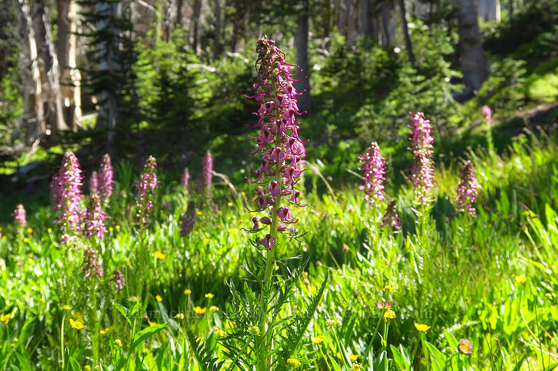 elephant's-head lousewort (Pedicularis groenlandica) [Strawberry Basin Trail, Strawberry Mountain Wilderness, Grant County, Oregon]