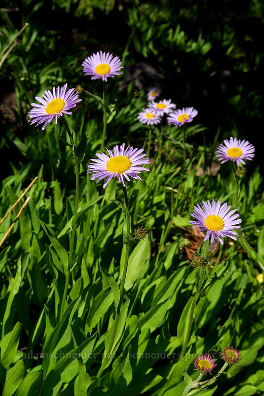 subalpine fleabane (Erigeron glacialis var. glacialis) [Strawberry Basin Trail, Strawberry Mountain Wilderness, Grant County, Oregon]