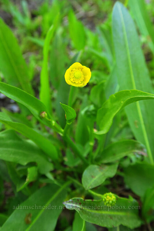 plantain-leaf buttercup (Ranunculus alismifolius) [Strawberry Basin Trail, Strawberry Mountain Wilderness, Grant County, Oregon]