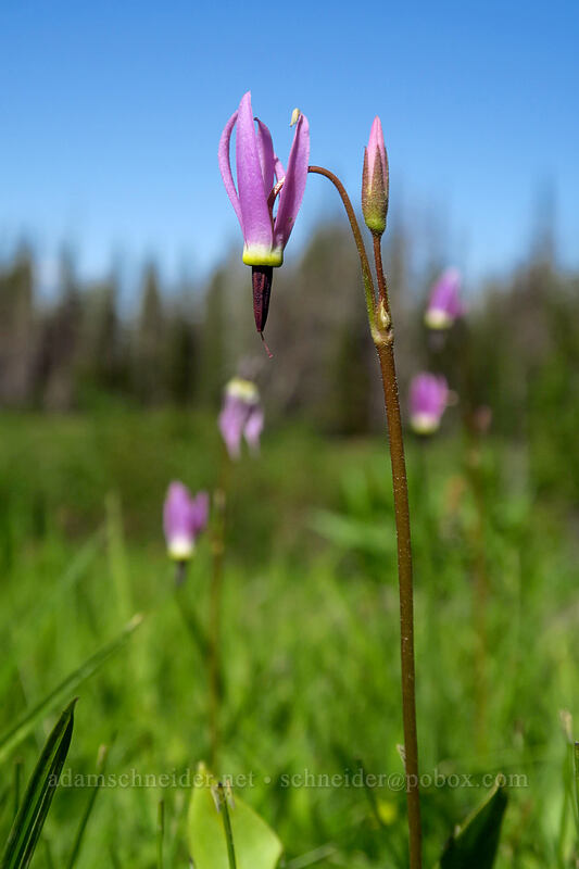 tall mountain shooting star (Dodecatheon jeffreyi (Primula jeffreyi)) [Strawberry Basin Trail, Strawberry Mountain Wilderness, Grant County, Oregon]