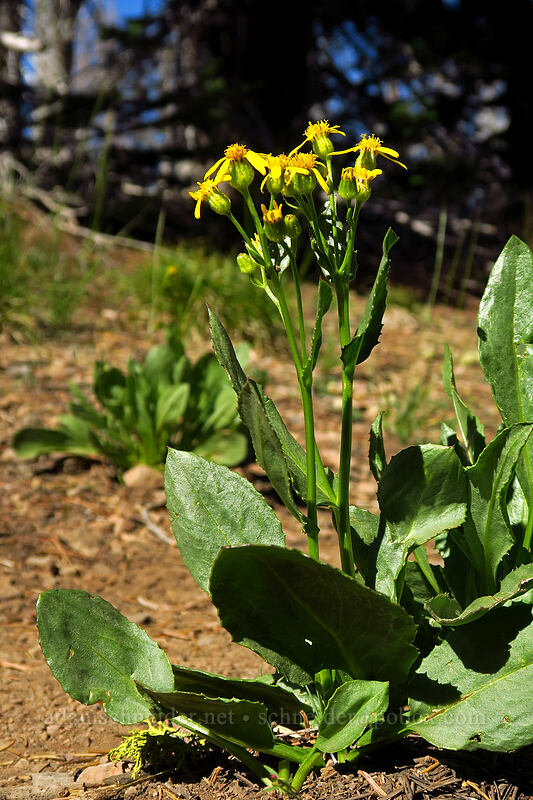groundsel (Senecio sp.) [Strawberry Basin Trail, Strawberry Mountain Wilderness, Grant County, Oregon]