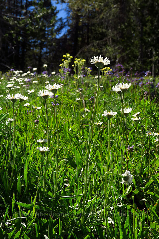 Eaton's shaggy fleabane (Erigeron eatonii var. villosus) [Strawberry Basin Trail, Strawberry Mountain Wilderness, Grant County, Oregon]