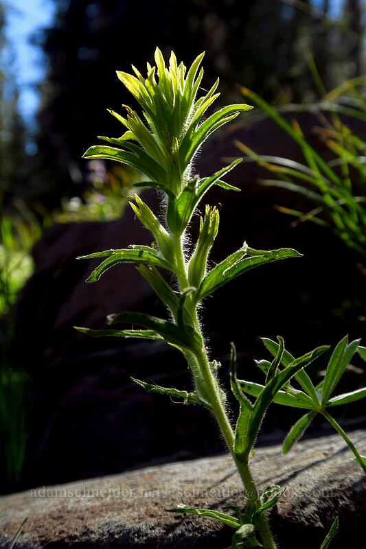 glandular paintbrush (Castilleja glandulifera) [Strawberry Basin Trail, Strawberry Mountain Wilderness, Grant County, Oregon]