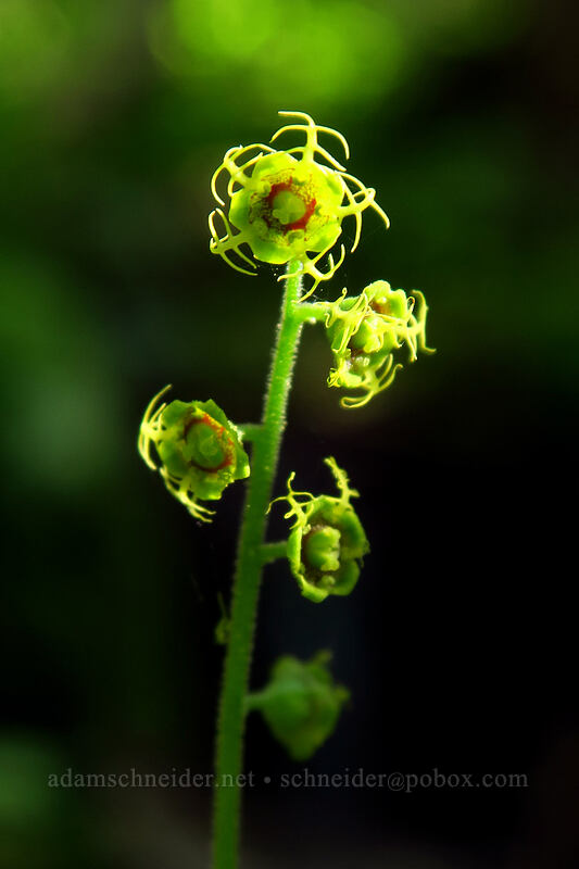 five-stamen mitrewort (Pectiantia pentandra (Mitella pentandra)) [Little Strawberry Trail, Strawberry Mountain Wilderness, Grant County, Oregon]
