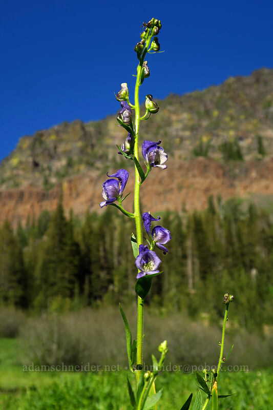 monkshood (Aconitum columbianum) [Little Strawberry Lake, Strawberry Mountain Wilderness, Grant County, Oregon]