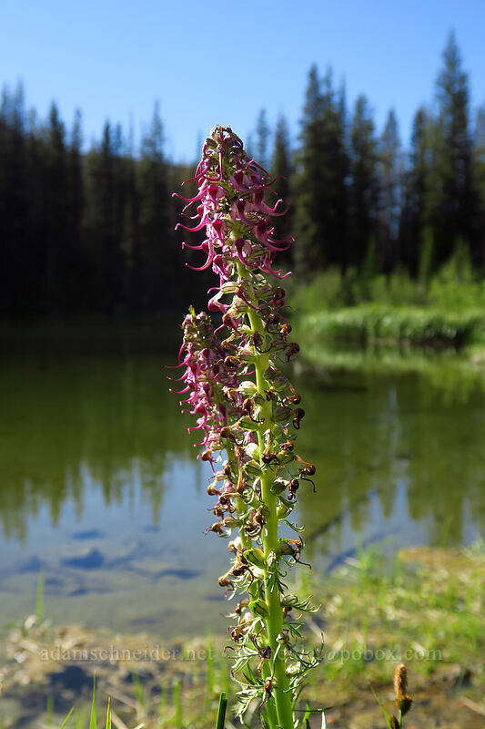 elephant's-head lousewort (Pedicularis groenlandica) [Little Strawberry Lake, Strawberry Mountain Wilderness, Grant County, Oregon]