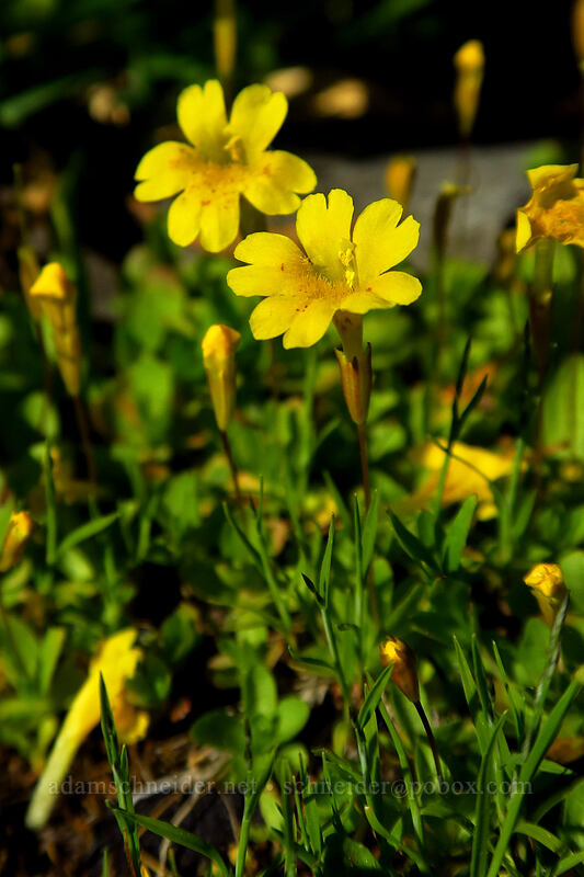 primrose monkeyflower (Erythranthe primuloides (Mimulus primuloides)) [Little Strawberry Lake, Strawberry Mountain Wilderness, Grant County, Oregon]