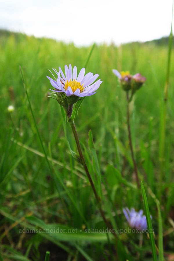 western mountain aster (Symphyotrichum spathulatum (Aster spathulatus)) [Silver Meadow, Uinta-Wasatch-Cache National Forest, Wasatch County, Utah]