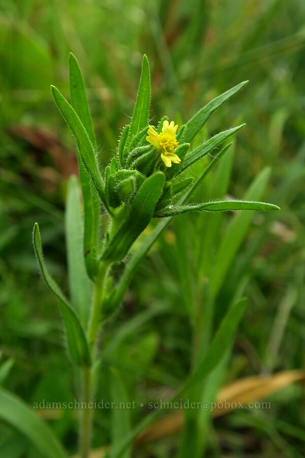 mountain tarweed (Madia glomerata) [Silver Meadow, Uinta-Wasatch-Cache National Forest, Wasatch County, Utah]