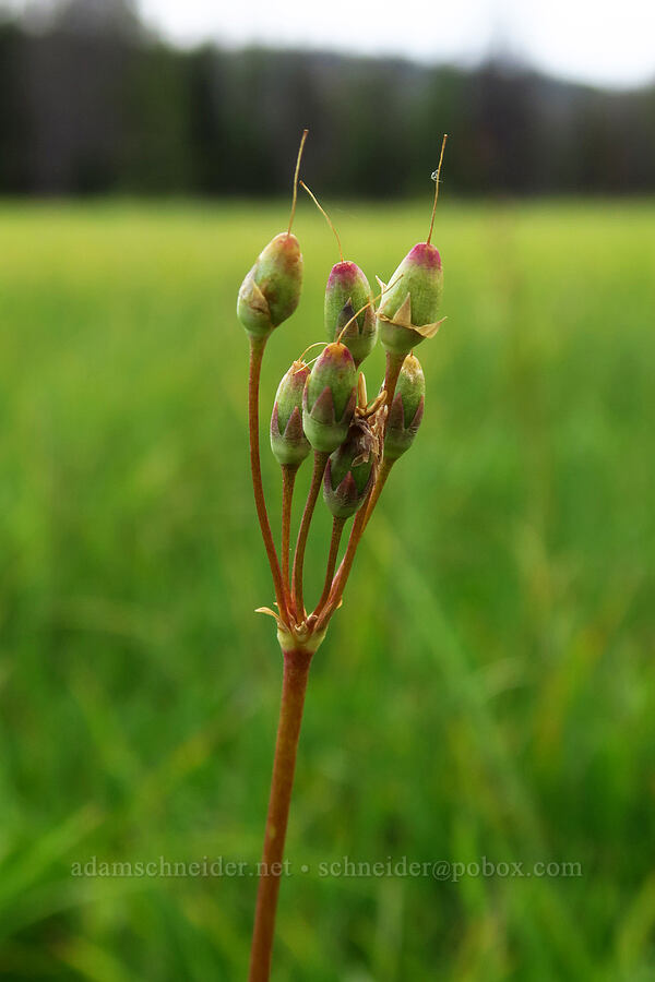 shooting star seed pods (Dodecatheon pulchellum var. pulchellum (Primula pauciflora var. pauciflora)) [Silver Meadow, Uinta-Wasatch-Cache National Forest, Wasatch County, Utah]