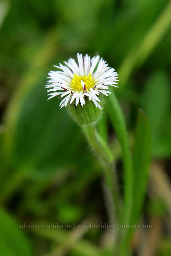 short-ray fleabane (lance-leaf daisy) (Erigeron lonchophyllus) [Silver Meadow, Uinta-Wasatch-Cache National Forest, Wasatch County, Utah]