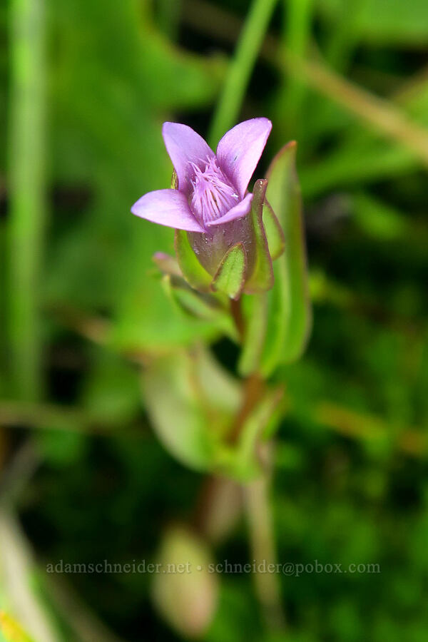 northern gentian (Gentianella amarella) [Silver Meadow, Uinta-Wasatch-Cache National Forest, Wasatch County, Utah]