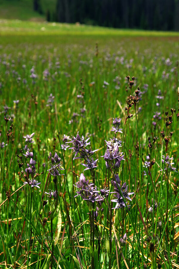 star gentian (felwort) (Swertia perennis) [Silver Meadow, Uinta-Wasatch-Cache National Forest, Wasatch County, Utah]