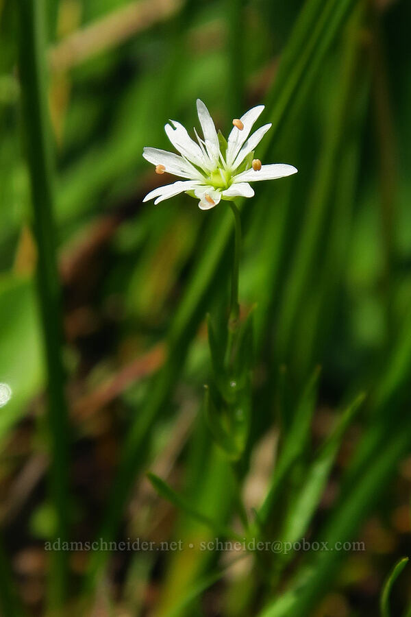 long-stalked starwort (Stellaria longipes) [Silver Meadow, Uinta-Wasatch-Cache National Forest, Wasatch County, Utah]