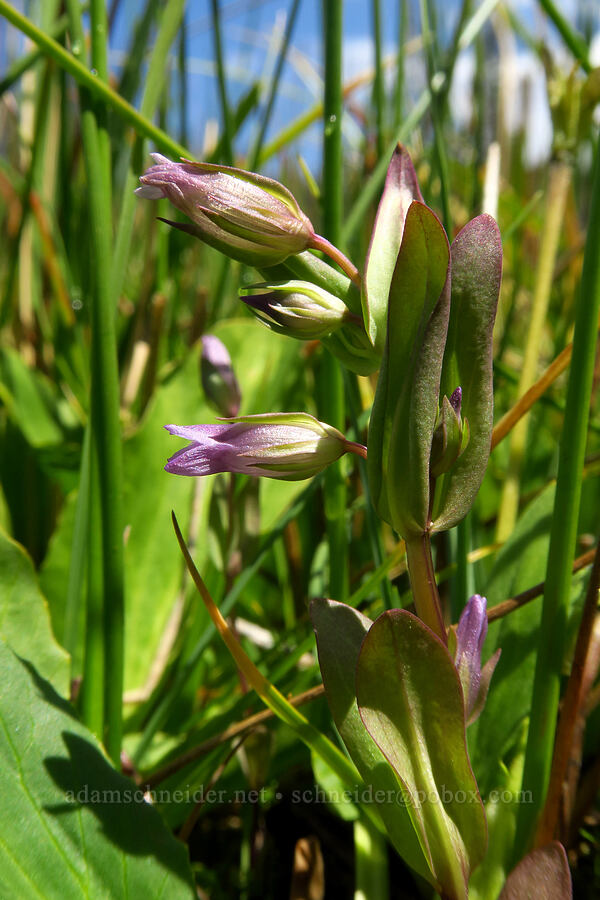 northern gentian (Gentianella amarella) [Silver Meadow, Uinta-Wasatch-Cache National Forest, Wasatch County, Utah]