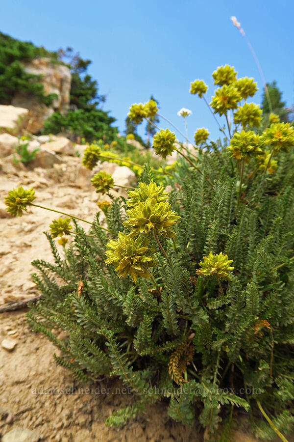 alpine ivesia (Gordon's mousetail) (Ivesia gordonii (Potentilla gordonii)) [Bald Mountain Trail, Uinta-Wasatch-Cache National Forest, Summit County, Utah]