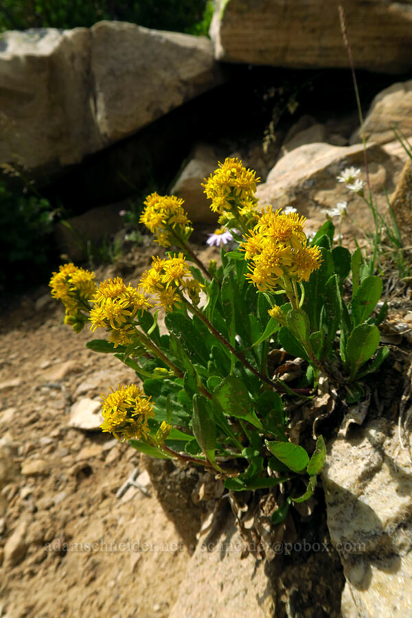 sticky goldenrod (Solidago simplex var. simplex (Solidago glutinosa)) [Bald Mountain Trail, Uinta-Wasatch-Cache National Forest, Summit County, Utah]