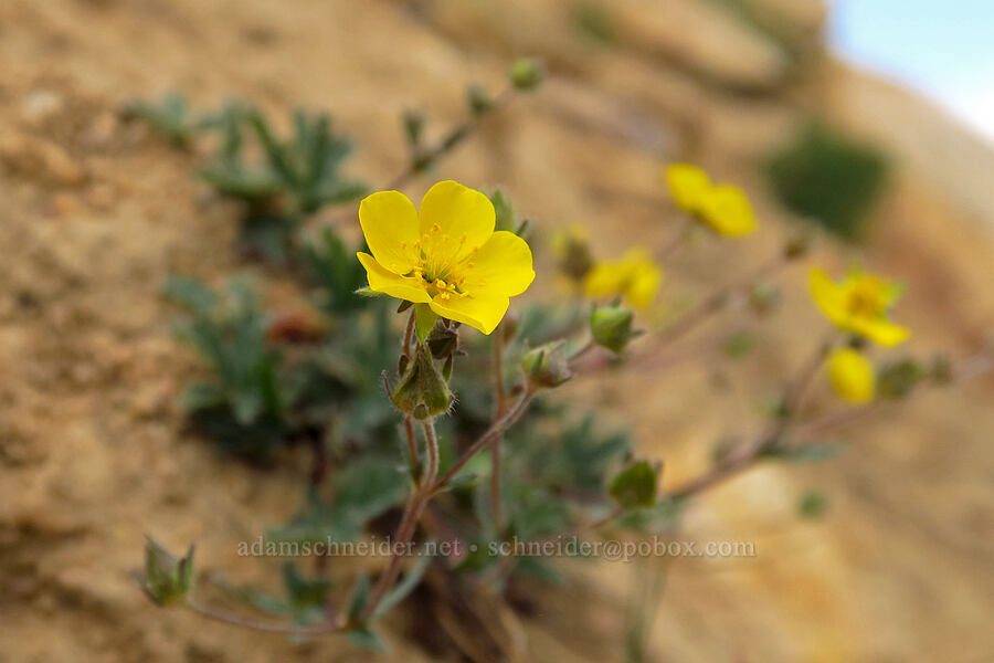 blue-leaf cinquefoil (Potentilla glaucophylla (Potentilla diversifolia var. glaucophylla)) [Bald Mountain Trail, Uinta-Wasatch-Cache National Forest, Summit County, Utah]