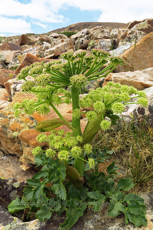 rose angelica (rock angelica) (Angelica roseana) [Bald Mountain Trail, Uinta-Wasatch-Cache National Forest, Summit County, Utah]
