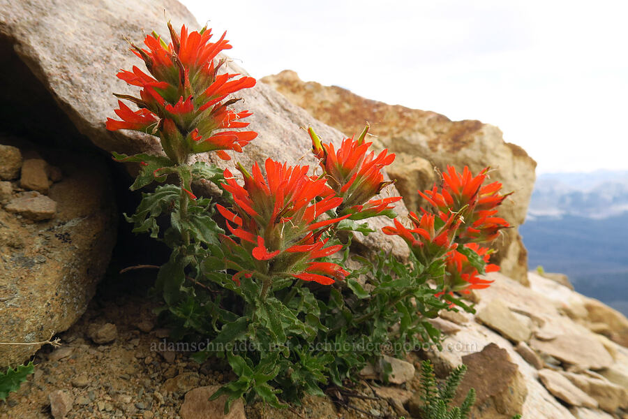 wavy-leaf paintbrush (Castilleja applegatei var. viscida) [Bald Mountain Trail, Uinta-Wasatch-Cache National Forest, Summit County, Utah]