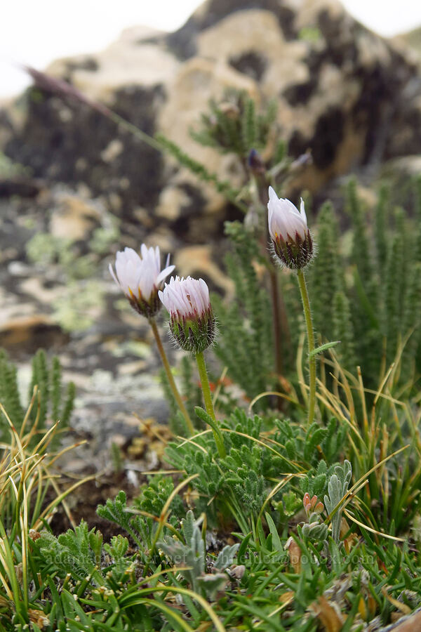 cut-leaf fleabane (Erigeron compositus) [Bald Mountain summit, Uinta-Wasatch-Cache National Forest, Duchesne County, Utah]