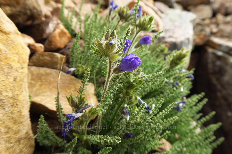 sticky Jacob's-ladder (Polemonium viscosum) [Bald Mountain summit, Uinta-Wasatch-Cache National Forest, Duchesne County, Utah]