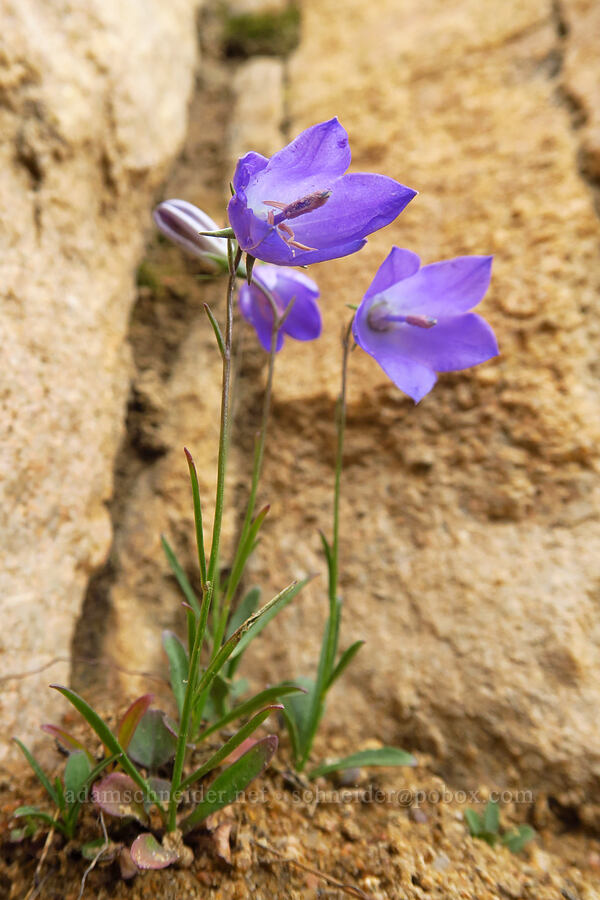 harebells (Campanula petiolata (Campanula rotundifolia)) [Bald Mountain Trail, Uinta-Wasatch-Cache National Forest, Summit County, Utah]