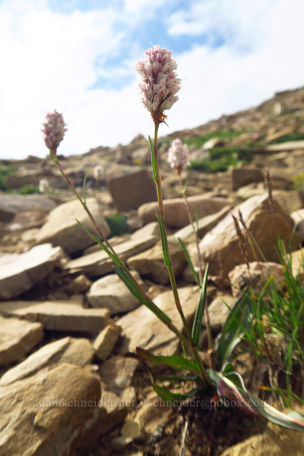 American bistort (Bistorta bistortoides (Polygonum bistortoides)) [Bald Mountain Trail, Uinta-Wasatch-Cache National Forest, Summit County, Utah]