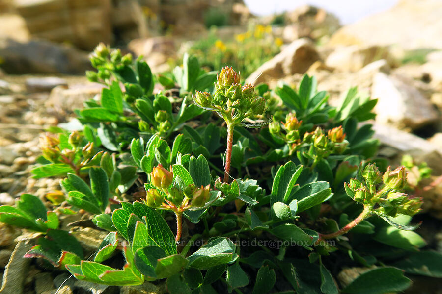 creeping sibbaldia (Sibbaldia procumbens) [Bald Mountain Trail, Uinta-Wasatch-Cache National Forest, Summit County, Utah]