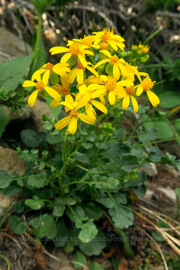 lobe-leaf groundsel (Packera multilobata (Senecio multilobatus)) [Bald Mountain Trail, Uinta-Wasatch-Cache National Forest, Summit County, Utah]