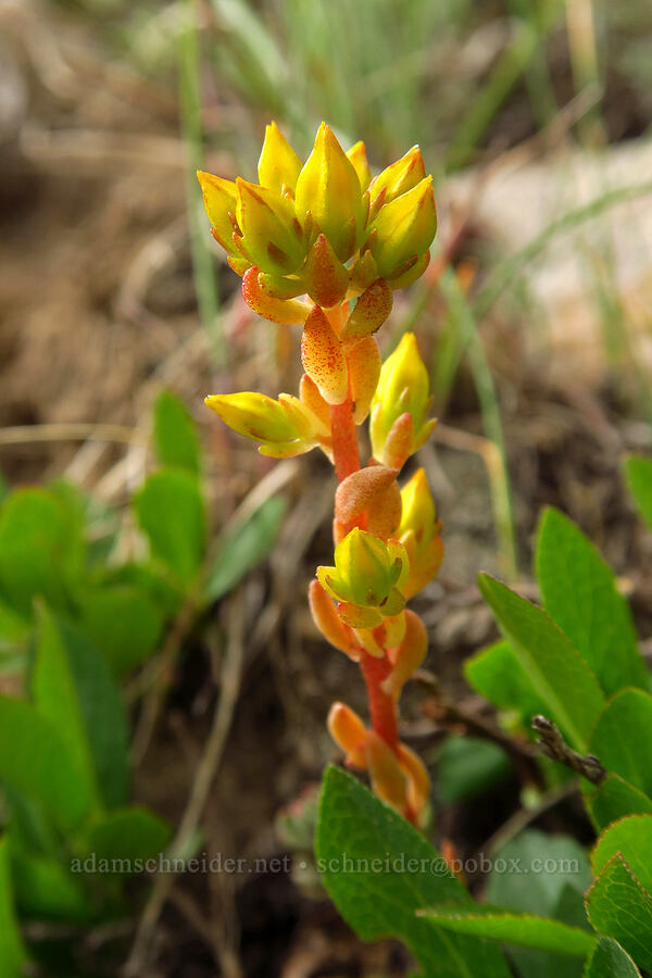 lance-leaf stonecrop, budding (Sedum lanceolatum) [Bald Mountain Trail, Uinta-Wasatch-Cache National Forest, Summit County, Utah]